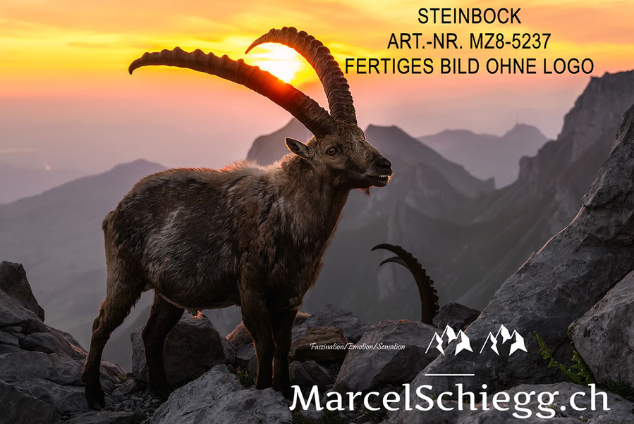 Wandbild Steinbock, Marcel Schiegg Fotografie