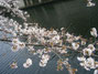 　東京目黒川の桜