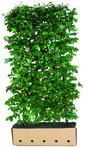 Amberbaum-Blatt