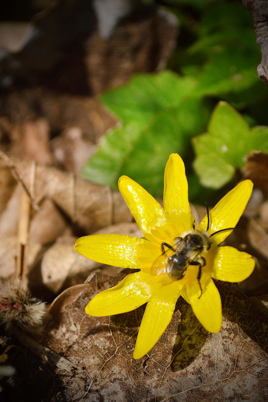Frühling, Scharbockskraut, Ranunculus ficaria, Hahnenfußgewächs, Vitamin C, Skorbut, Wildpflanzen, Heilpflanzen, Kräuterzeit, giftig bei Blüte