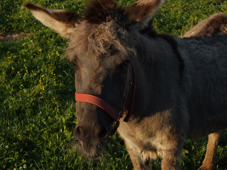 Esel im Abendlicht