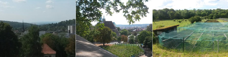 Blick nach Hochheim und Bischleben, Blick vom Petersberg, Kressepark