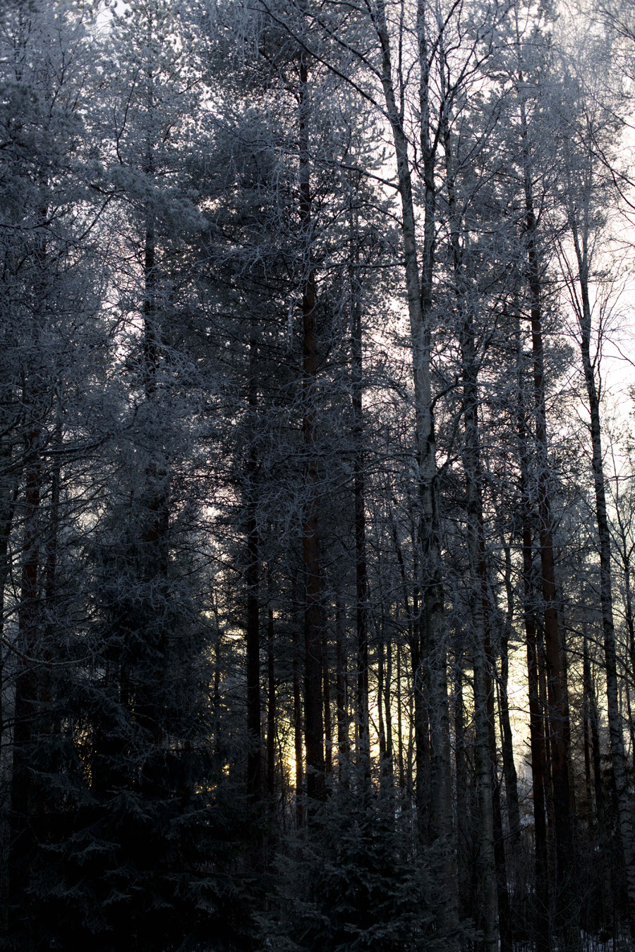 The light in the arcitc sky is surreal behind the frozen treetops, Rovaniemi, Lappland