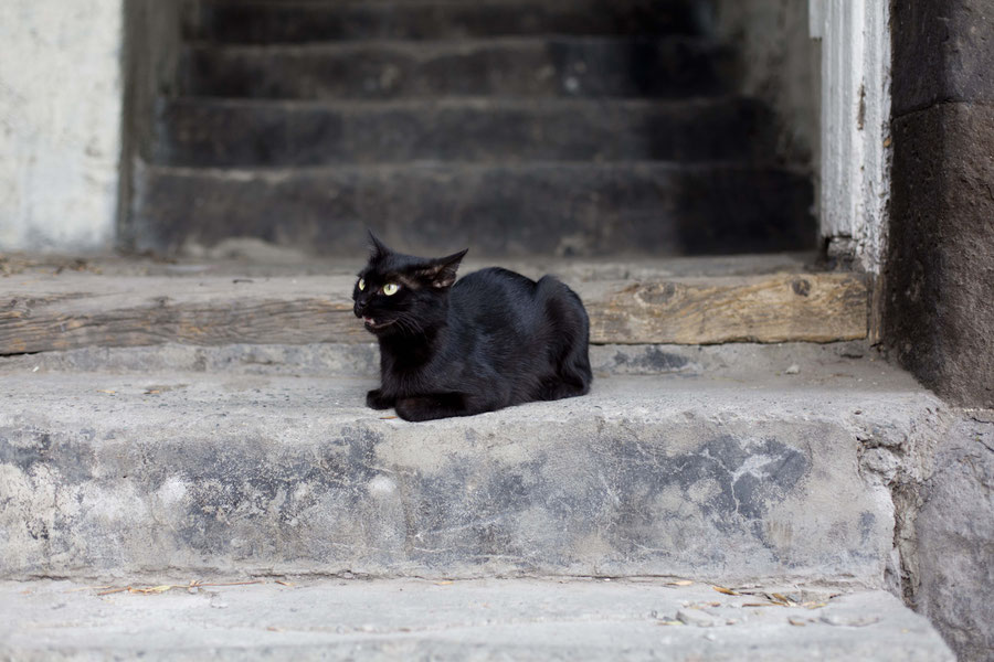 Cat ready to fight, Yerevan, Armenia