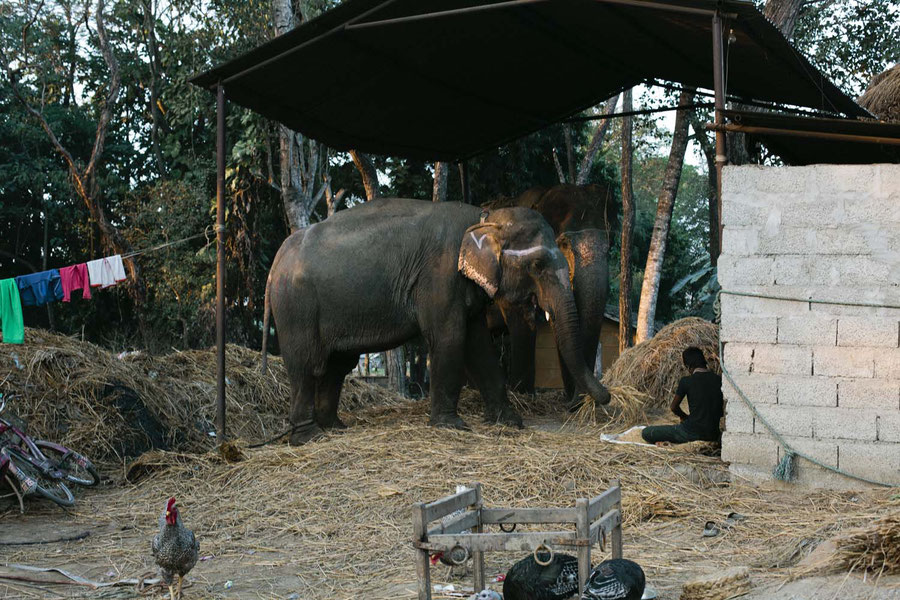 Domesticated Elephants, Sauraha, Chitwan National Parc, Nepal