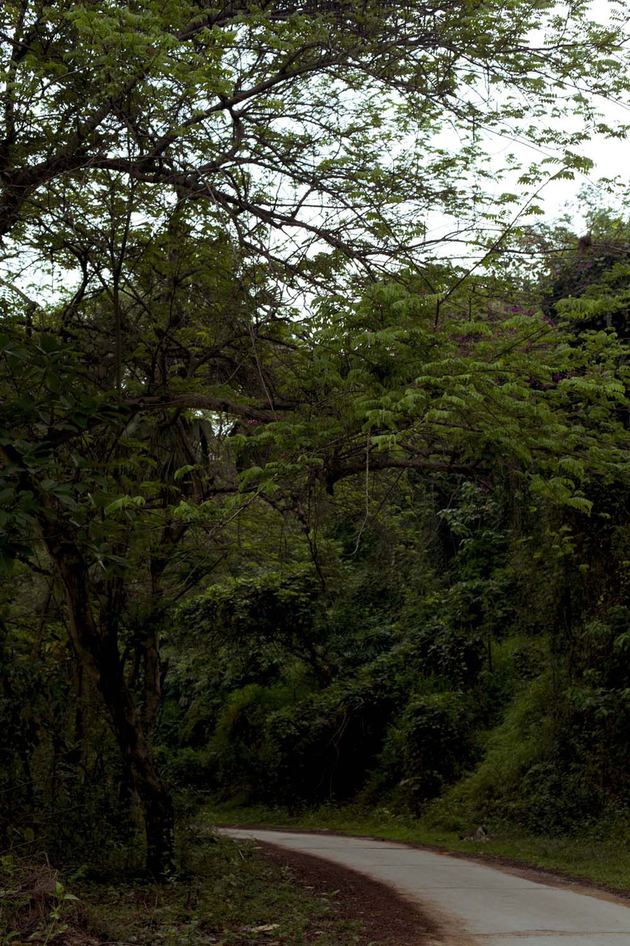 Higher into mountains means higher into the woods, Jinghong, China