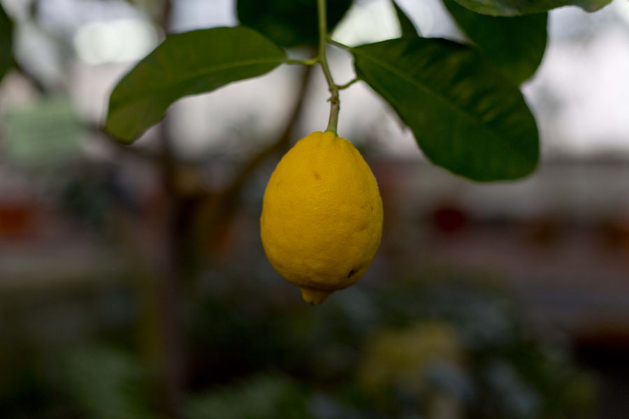 Lemons in St. Petersburg's botanical garden, Russia