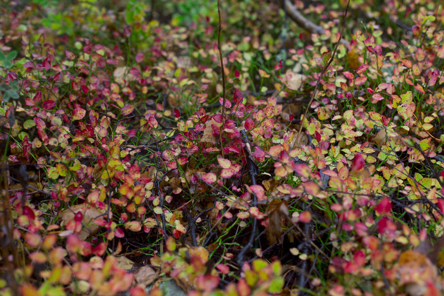 Blueberrie fields, Svartsö, Sweden