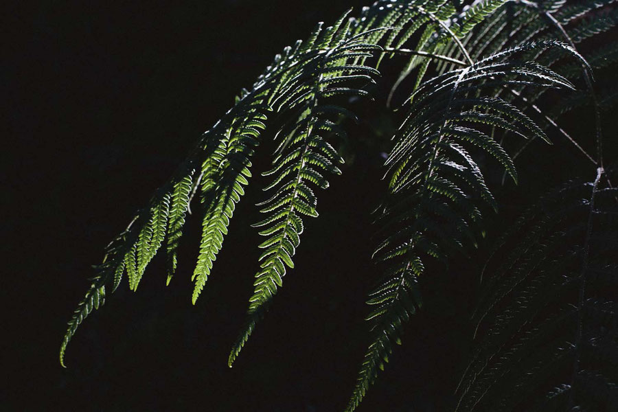 Fern prettiness, Mardi Himal Trek, Nepal