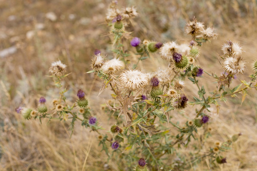 Autumn blooms, Jermuk, Armenia