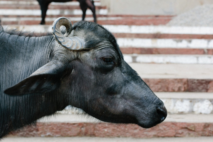 Die heilige Kuh ist überall, Varanasi, Indien