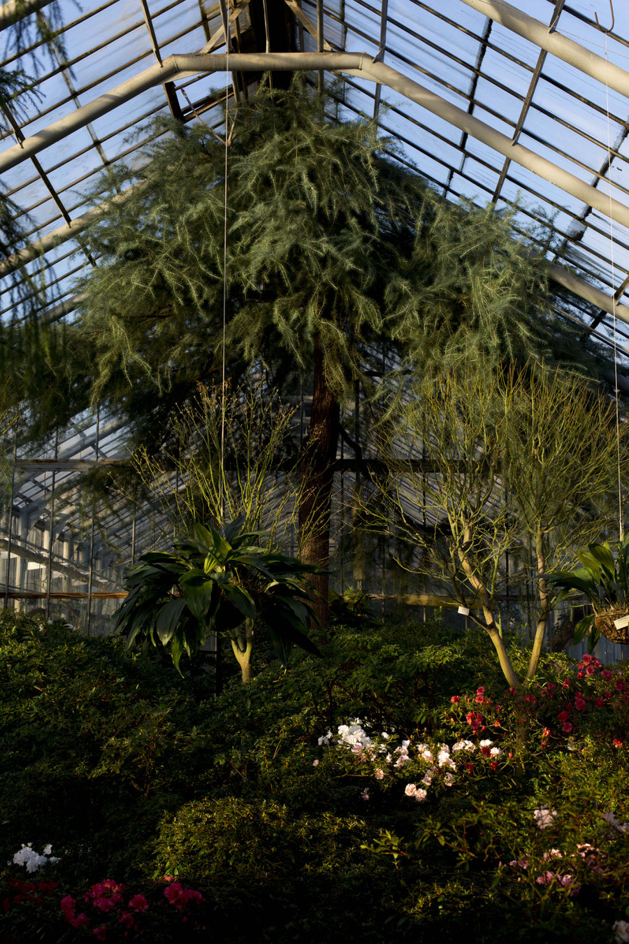 The beautiful corridors and views at the botanical garden in St. Petersburg, Russia