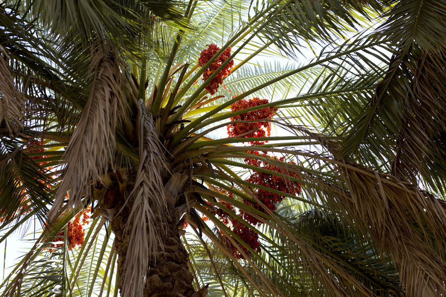 The first palm tree on our way to Banda Abbas, Iran