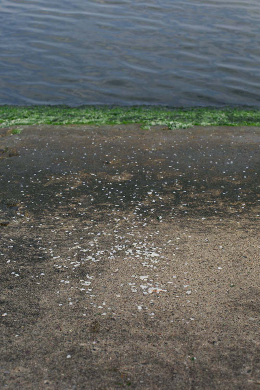 The fish scales left by the fishermen