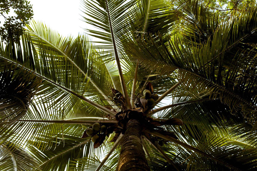 Looking up, Jinghong, China