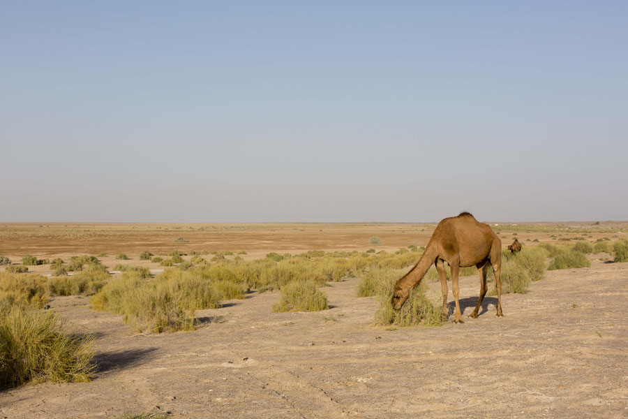 Camel in the desert, Maranjab desert, Iran