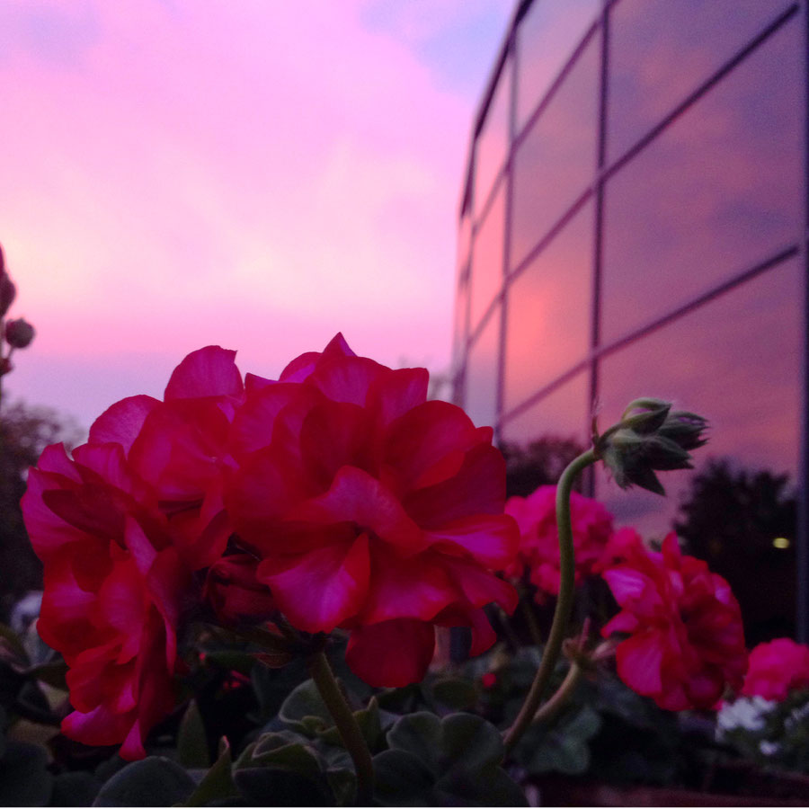 Pink sky reflected in the glass walls of the inter city busstation in Klaipéda