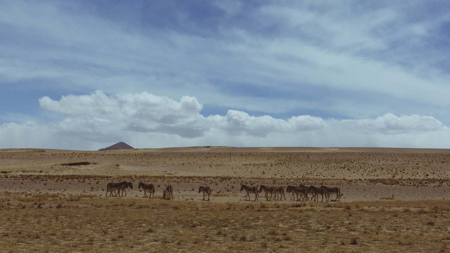 Donkeys and dry bushes, Tibet, China