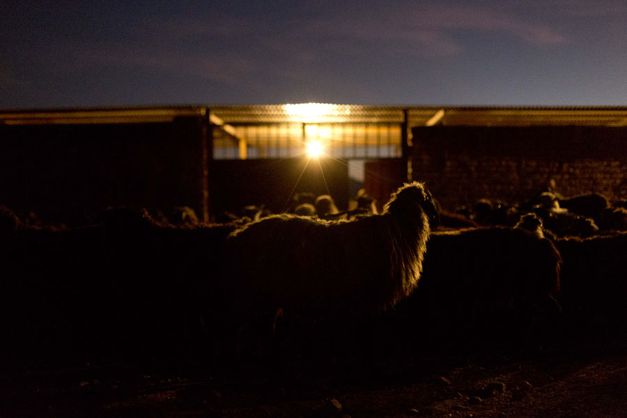 Counting sheep on our way to Banda Abbas, Iran