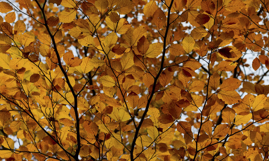 Formatfüllendes Bild einer herbstlichen Eichenkrone