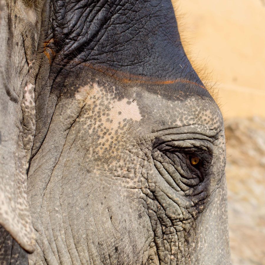 Bernstein elephant eyes, Jaipur, India