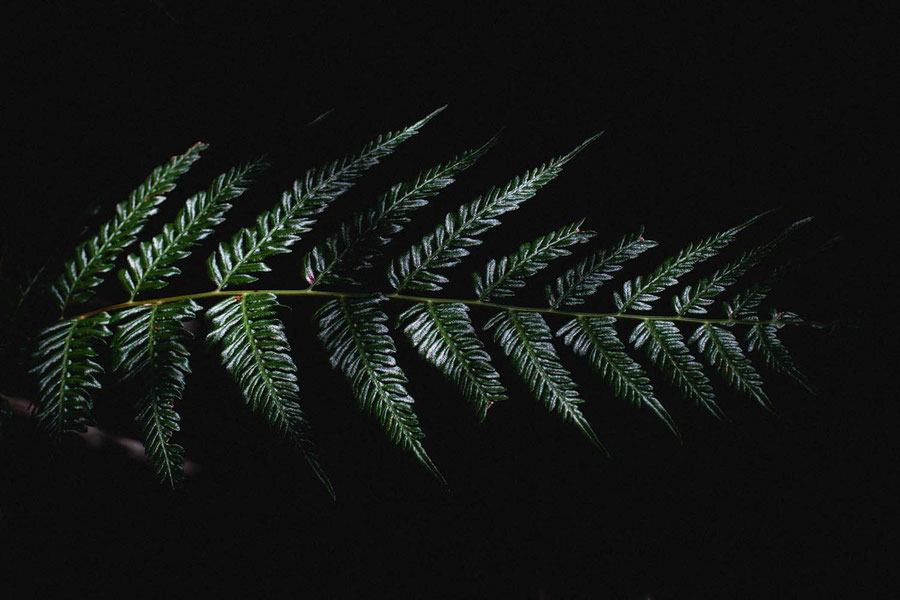 A fern from the undergrowth of the bush in Sydney, Australia