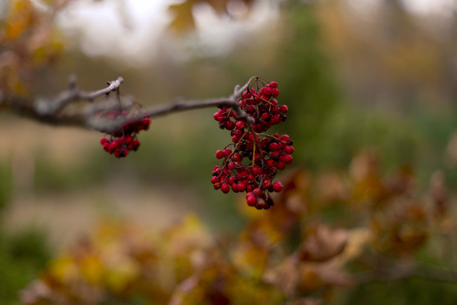 Those red berries that I see everywhere. Estonia