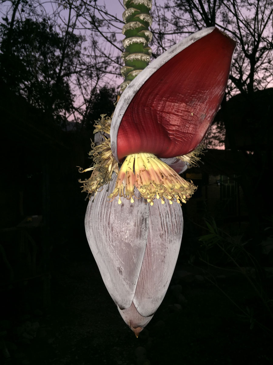 Banana bloom, Sauraha, Chitwan National Parc, Nepal