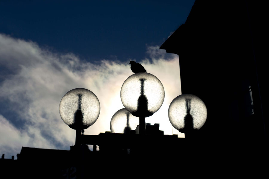 Special light near Södermalm, bird with lamp, Stockholm, Sweden