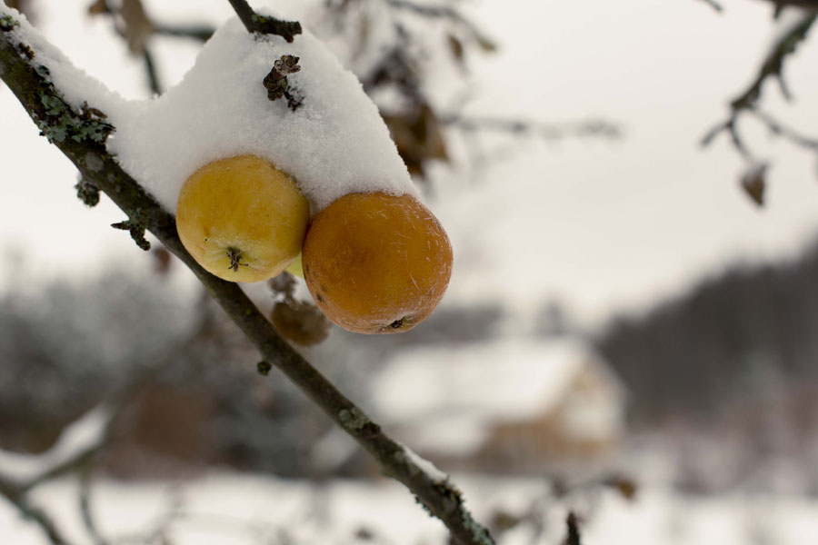 The remaining apple harvest, still on the trees, left for the animals, Vantaa, Finland