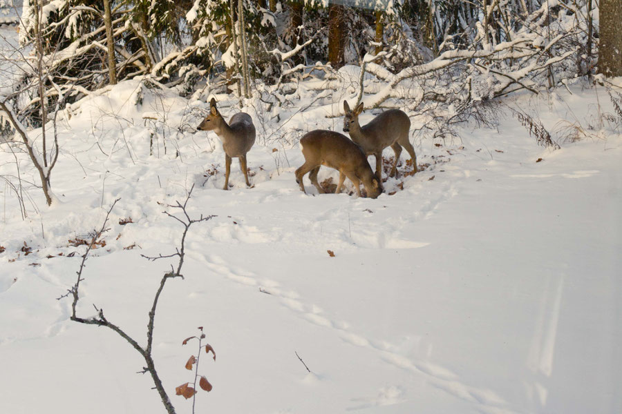 Morning coffee with deer, Seutula, Finland