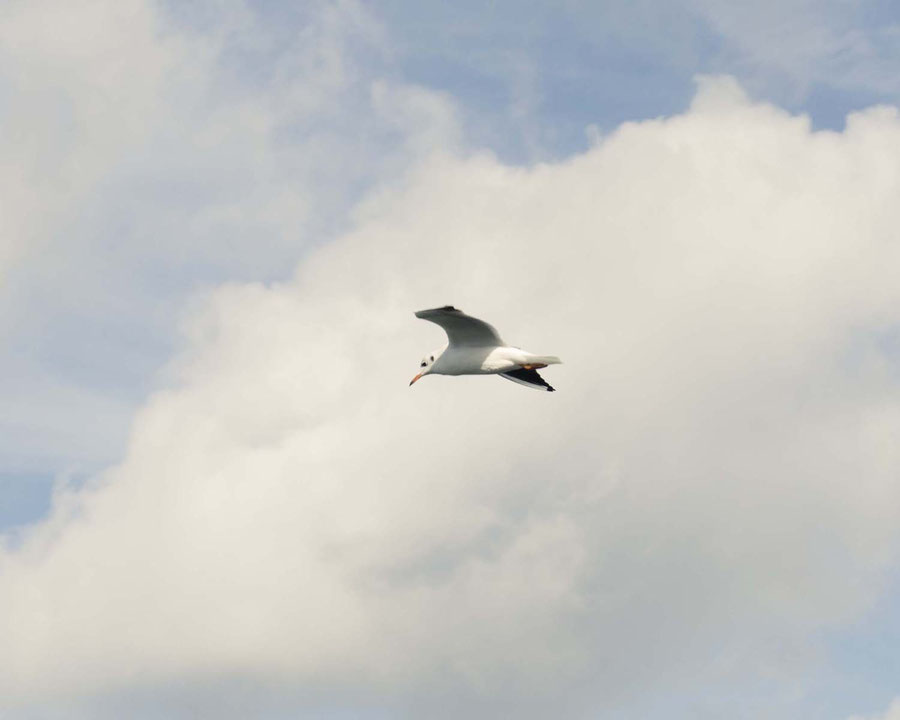 A bird flying in the sky.