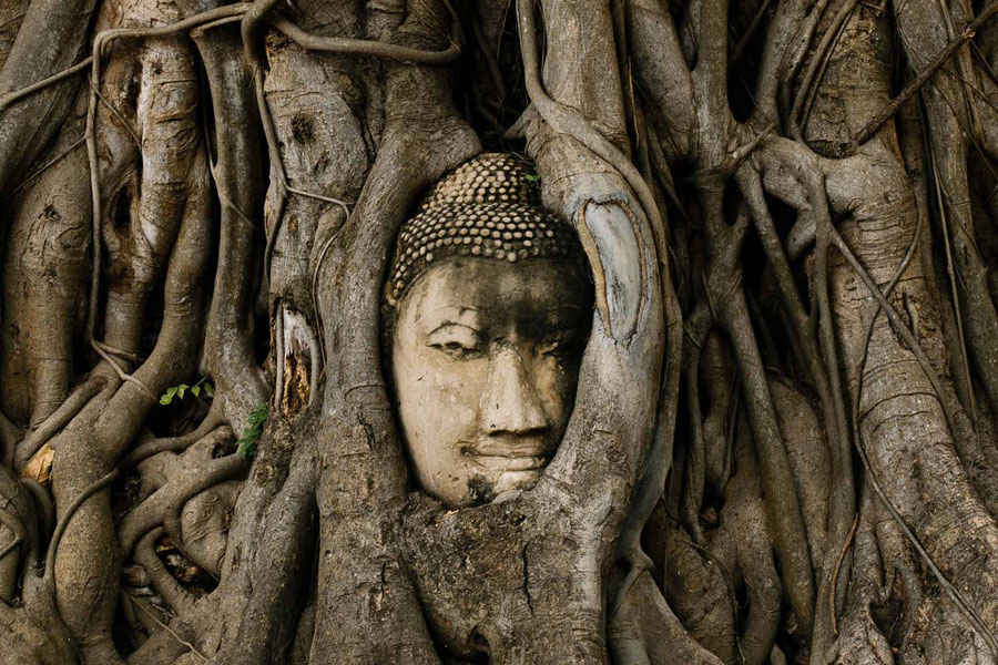 The head entangled with nature, Ayutthaya, Thailand