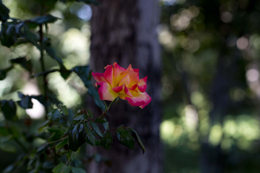 Rose in Isfahan, Iran