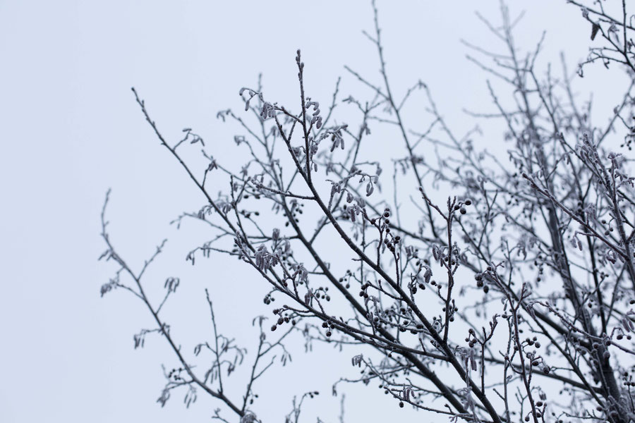 Ice flowers, Seutula, Vantaa, Finland