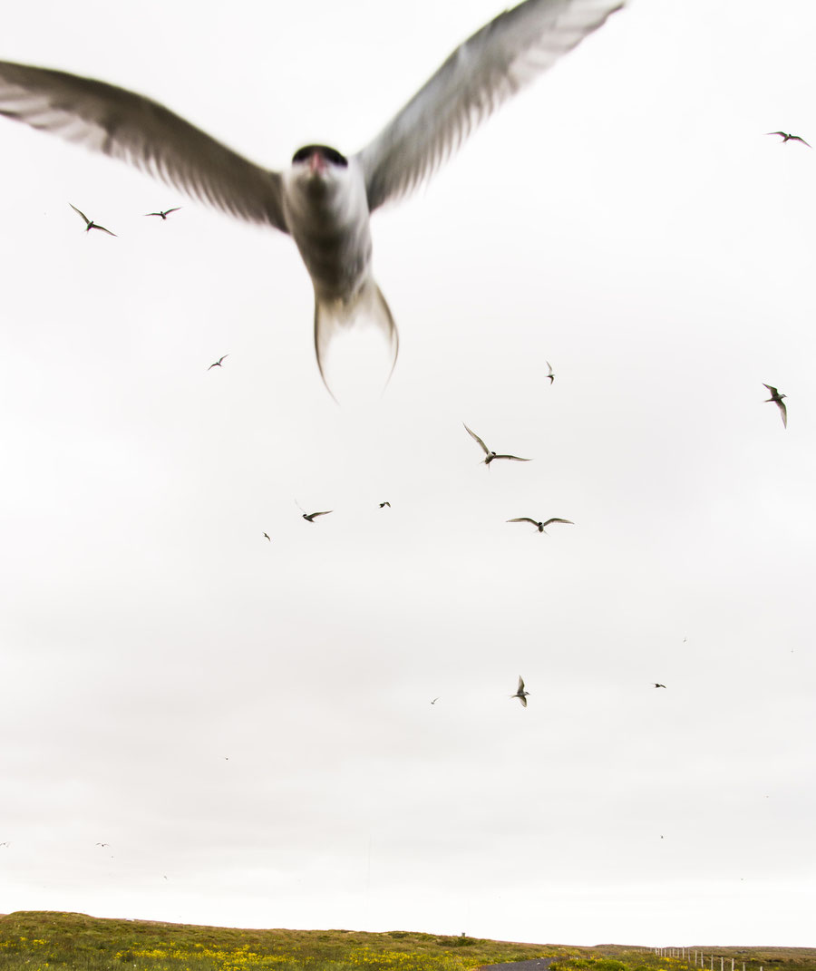 welcome sonja deppisch photography - arctic terns