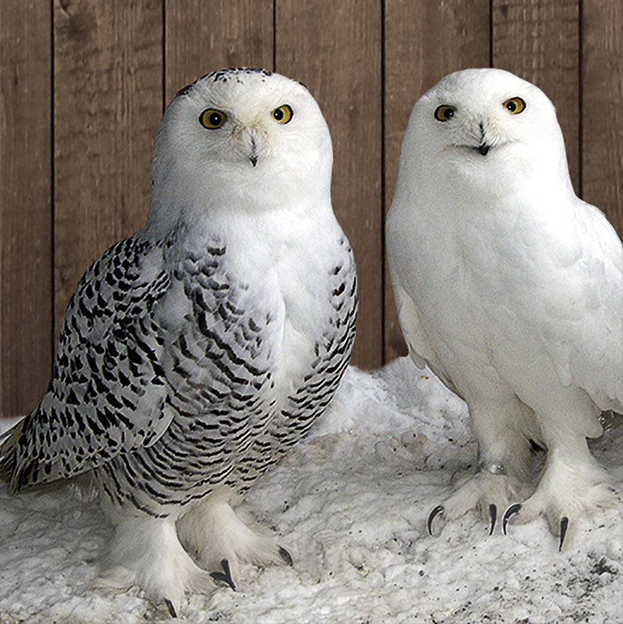 Schneeeule - Alpenvogelpark Grindelwald