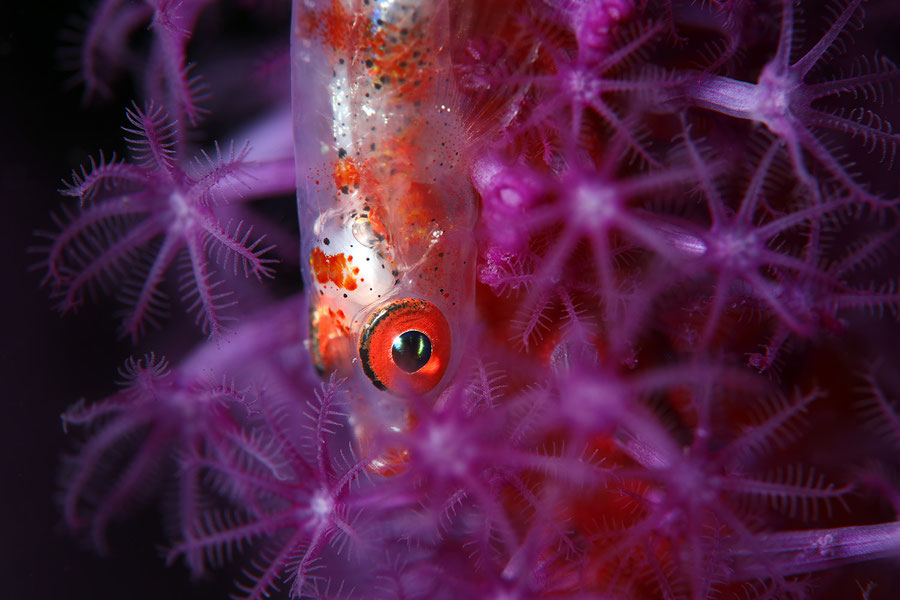 天草の魚イメージ写真　タコクラゲ