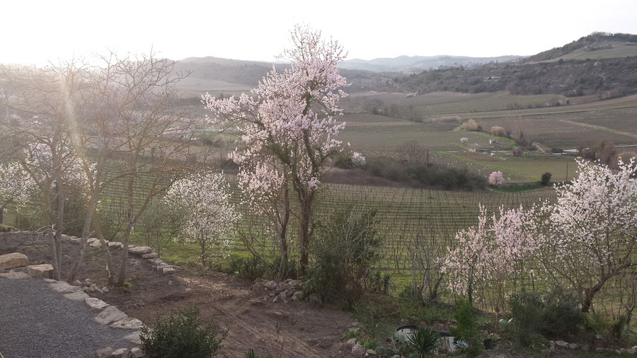 Le jardin de la Maison d'hôtes Au Pied du Figuier