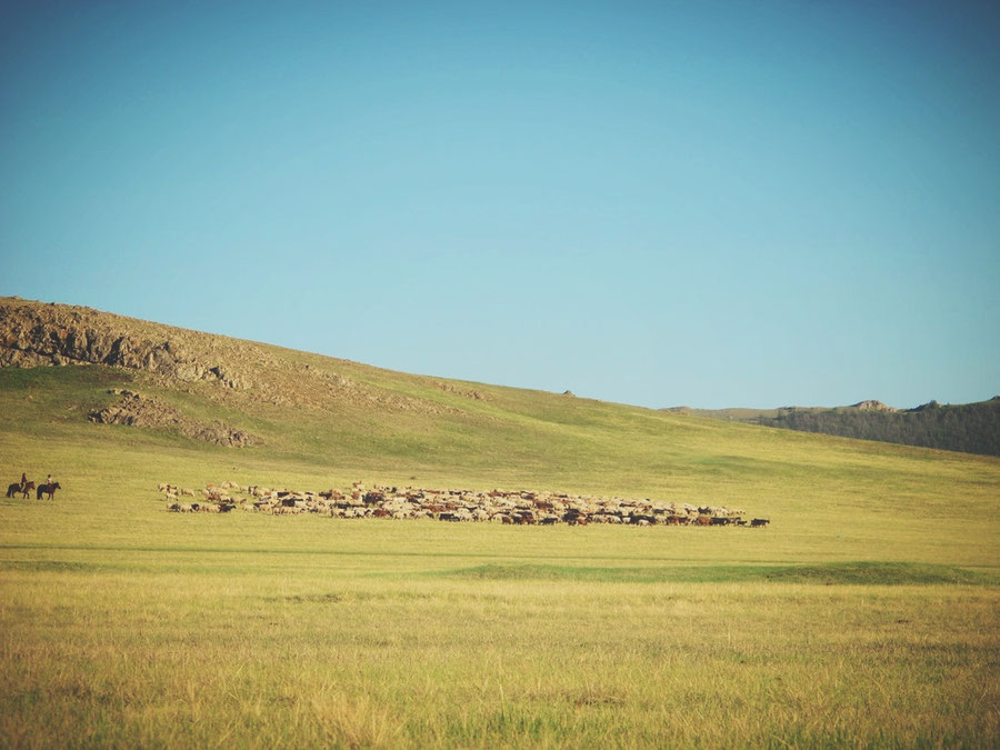 bigousteppes mongolie steppes troupeau eleveur nomade camion