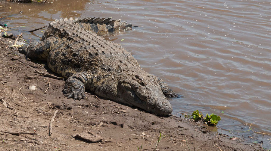 crocodile half in water, half on land sleeping