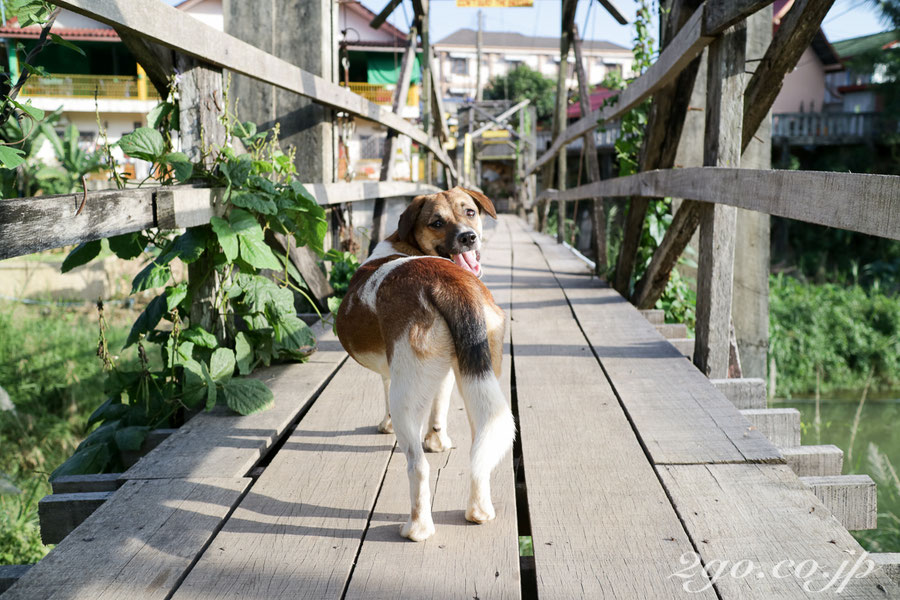 橋ですれ違った犬に微笑まれた。