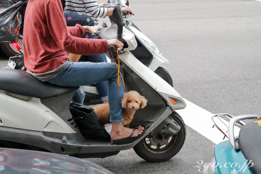 台湾の犬は、サーフィンもできそう。