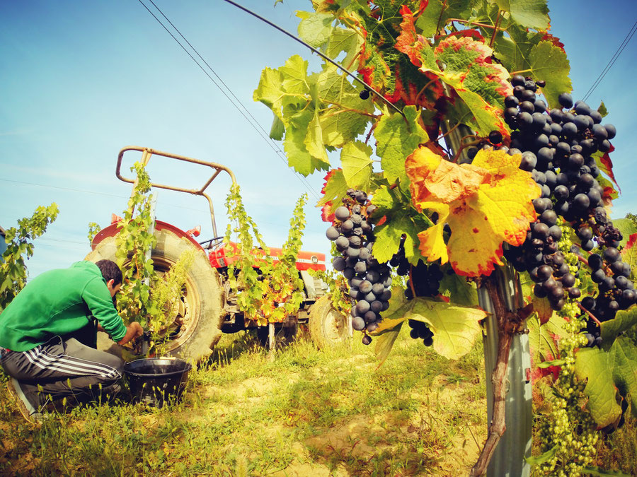 Vendanges du Chateau Les Bedats Bois Montet - Bordeaux supérieur et Côtes de Bordeaux