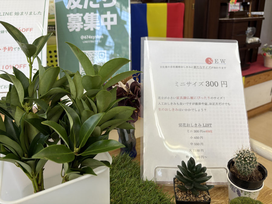 文化堂店内にあるミニしきみ