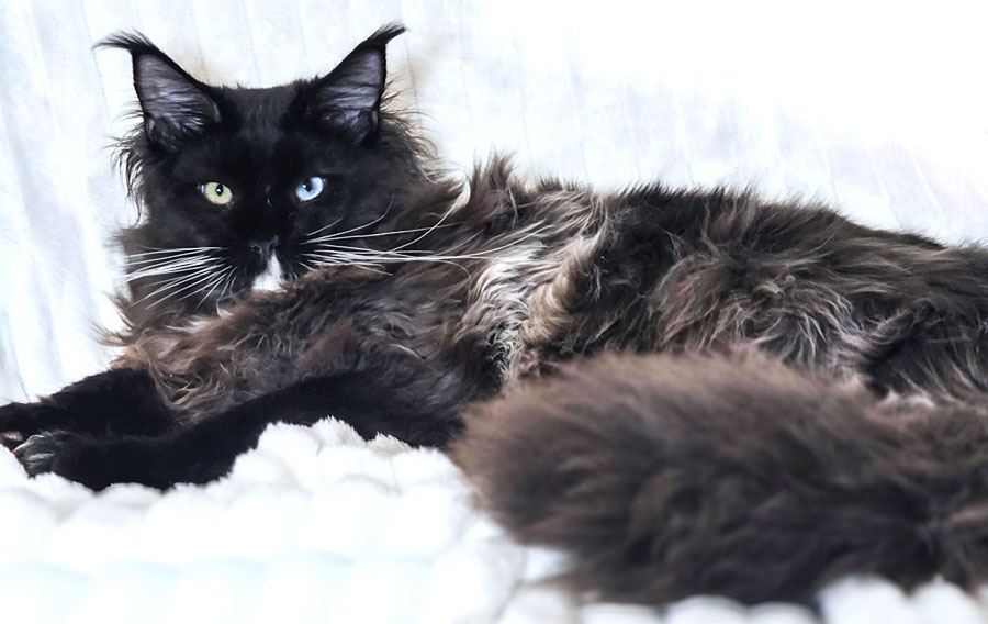 Maine Coon kittens for sale near Missouri, Colorado, Nebraska, Texas, serving all states in USA