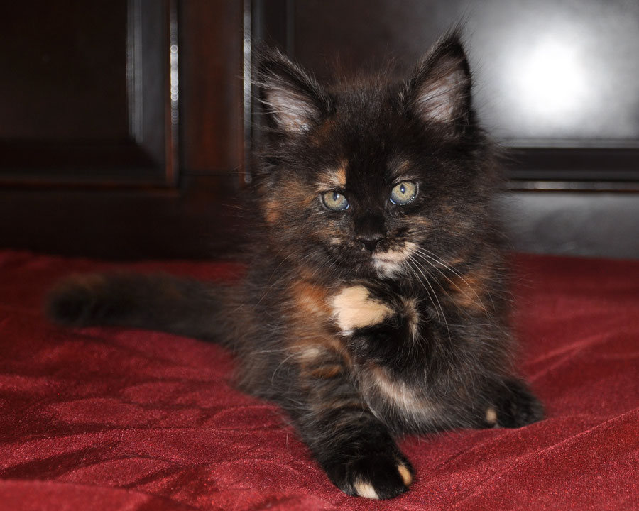 Black Tortie Maine Coon Kittens for sale