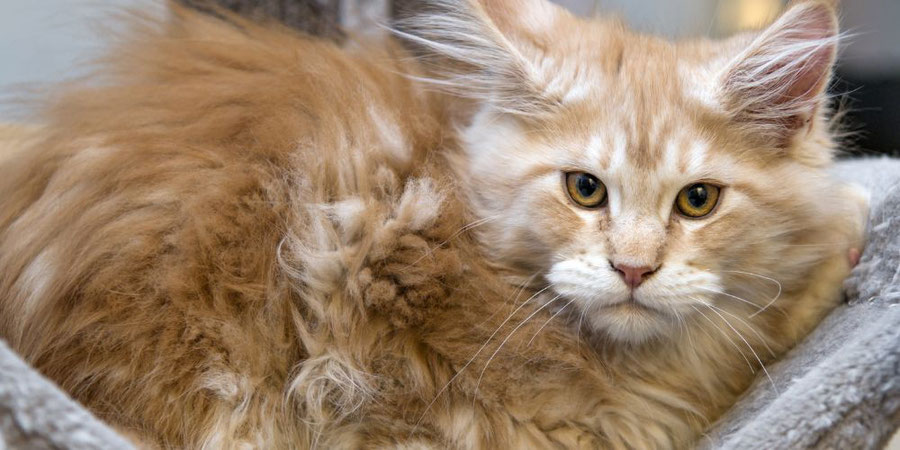 Old Maine Coon Cats 