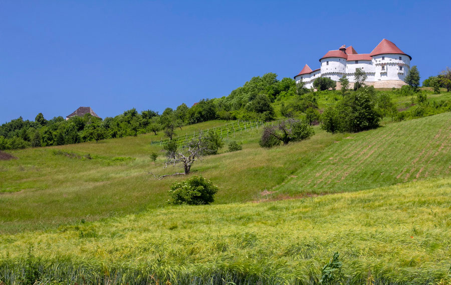 Veliki Taboro pilis Kroatijos Zagoreje apsupta vynuogynų