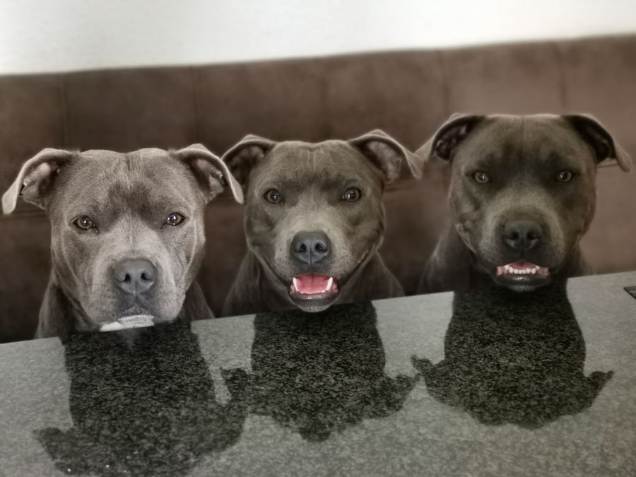 Staffordshire Bullterrrier Zucht in Sachsen